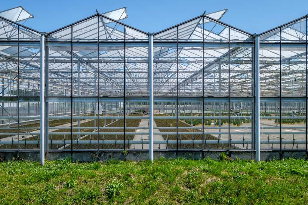 This photo shows a glass greenhouse with greenery.