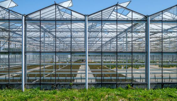 This photo shows a glass greenhouse with greenery inside.
